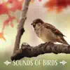 Sounds of Birds: Peaceful Morning Instrumental Music for Calm Yoga, Meditation and Stress Relief, Healing Forest Music Therapy, Reiki, Relax (Wake Up Refreshed) album lyrics, reviews, download
