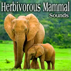 Herbivorous Mammal Sounds by The Hollywood Edge Sound Effects Library album reviews, ratings, credits