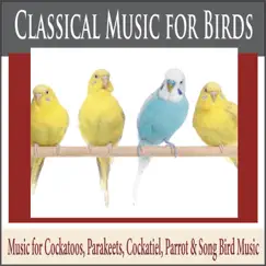 Allegretto (Music for Birds) Song Lyrics