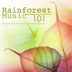 Rainforest Ambience Music Song Lyrics