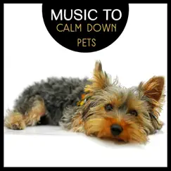 Pet Sound Therapy Song Lyrics